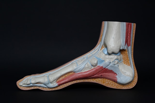 How Chiropractic Care Helps Athletes Perform Better at ChiroCure Health Center Anatomical model of human foot and ankle showing muscles and joints treated with chiropractic care
